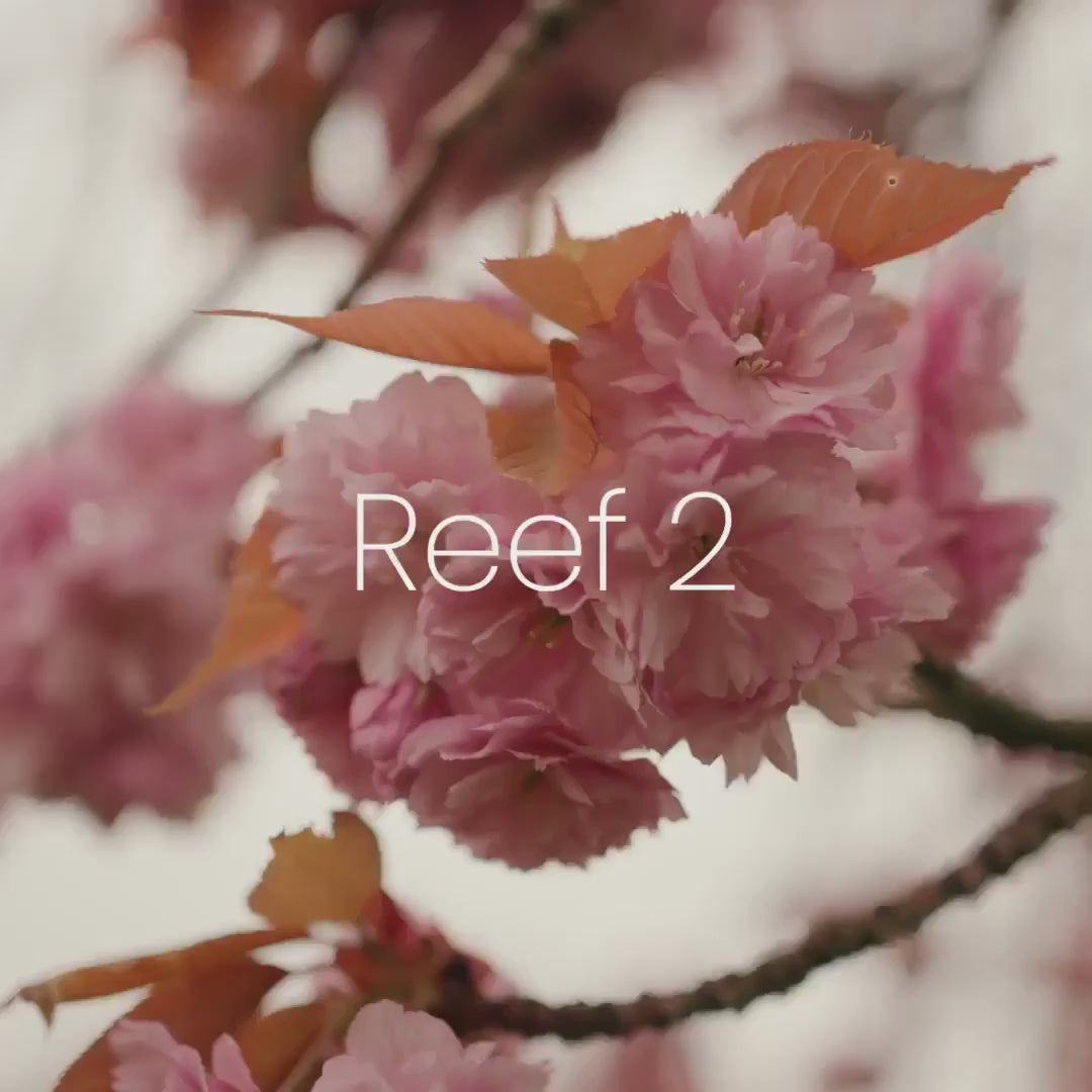 Silver Cross Reef 2 with Carrycot - Special Edition Espresso