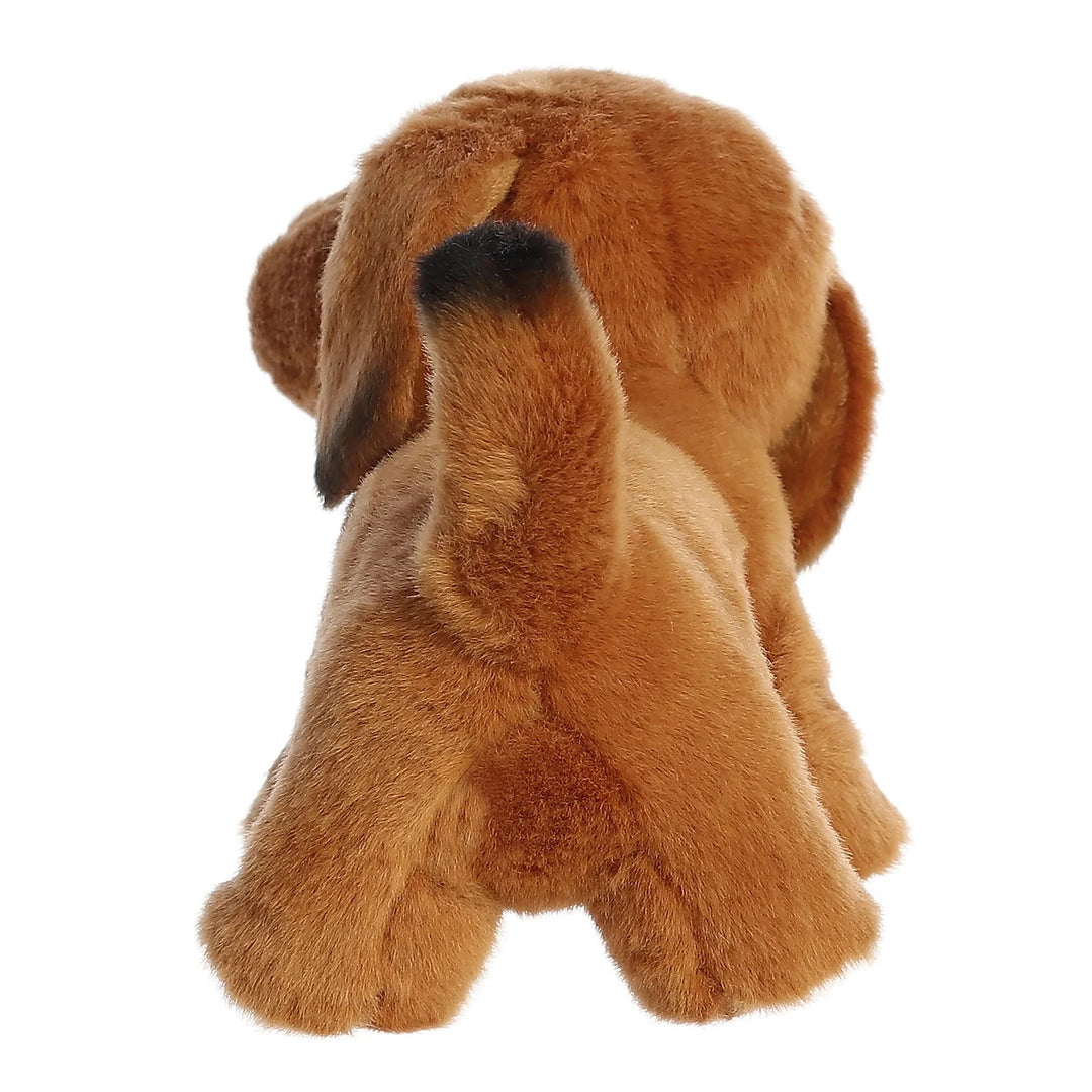 Aurora Miyoni Dachshund Brown