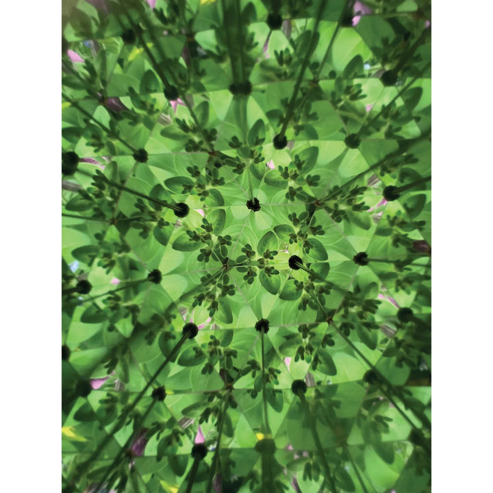 Kikkerland Great Outdoors Kaleidoscope Brown